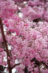桜31