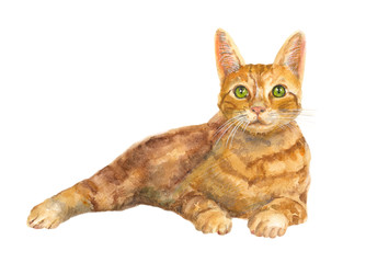 European shorthair cat with green eyes, red tabby, kitten lies on white background, isolated, hand draw watercolor painting, animal illustration, vintage