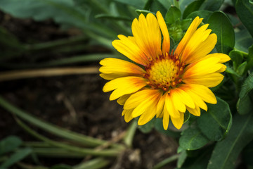 Yellow flower on green leaves