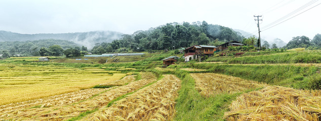 Rice fields harvest season at Chiang Mai Thailand.