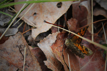 Naklejka premium mariposa