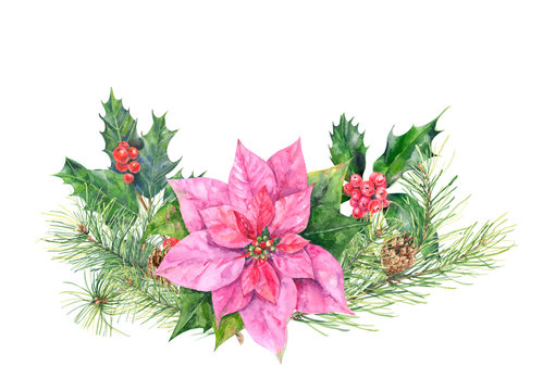 Christmas bouquet, garland of plants: pine branches and cones, holly berry and poinsettia flower on white background, hand draw watercolor painting, botanical illustration, vintage