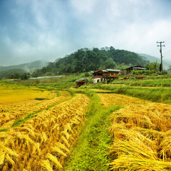 Rice fields harvest season at Chiang Mai Thailand.