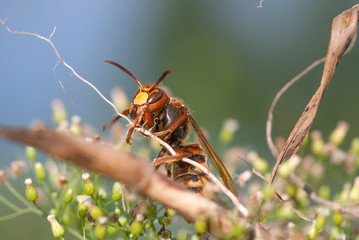 vespa su una pianta
