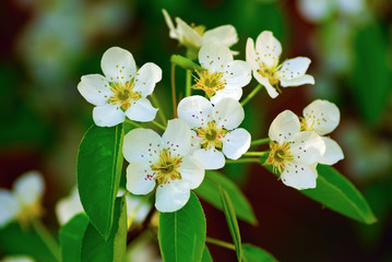Flowers of cherry