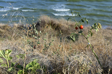 Red tomato on the background of the sea. - Stock image