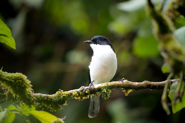 Black and white bird on tree 