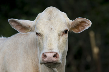 Young cattle standing staring on nature background.