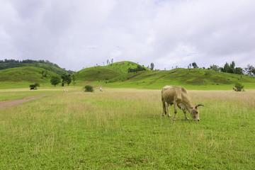 Obraz premium Herd of cows in green grass mountain (Rainy season) in Ranong, Southern of Thailand.