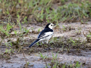Image of a magpie stand on the ground.
