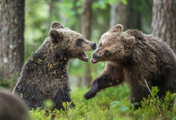 Obraz premium The Cubs of Brown bears (Ursus Arctos Arctos) playfully fighting, The summer forest. Natural green Background