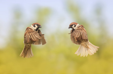 two birds flit looking at each other