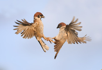 two birds sparrows grappled with his paws and circling in the sky