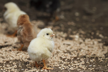 funny little yellow chicken is on the grains of wheat on the farm