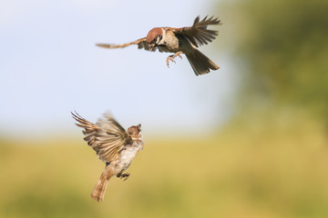 angry birds sparrows fly and fight wings