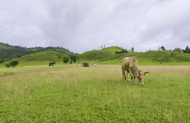 Fototapeta na wymiar Herd of cows in green grass mountain (Rainy season) in Ranong, Southern of Thailand.