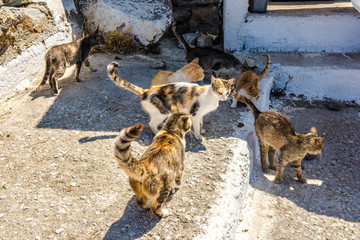 Katzen in Mykonos