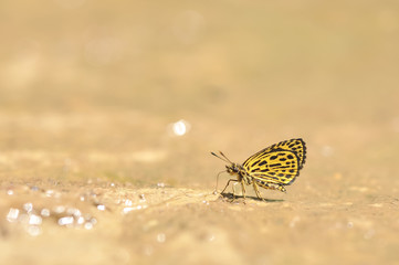 The Tiger Hopper butterfly feeding food on the ground in nature,Thailand