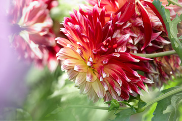 Dahlia flowers