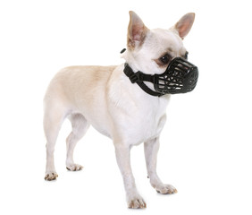 chihuahua and muzzle