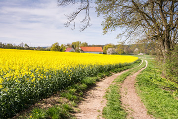 Country road to a farm at a rape field