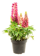 Isolated potted blue lupine flower