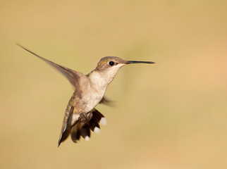 Fototapeta na wymiar Ruby-throated Hummingbird hovering against muted green background with a spread tail