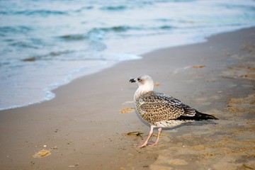 Heringsmöwe (Larus fuscus) im Jugendkleid, diesjähriger Jungvogel, Insel Usedom, Ostsee, Mecklenburg-Vorpommern, Deutschland