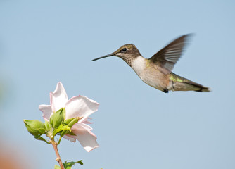 Young Ruby-throated Hummingbird in flight