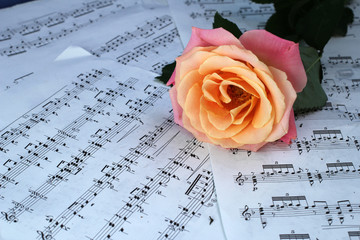 Роза лежит на листе с нотами
