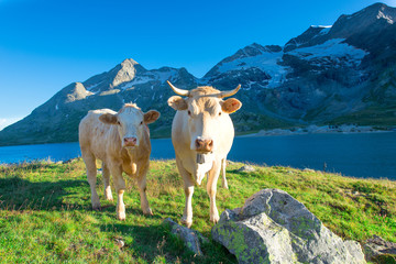 Two clear cows grazing in the high mountains