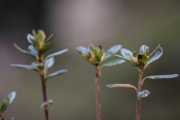 Standing Flowers 