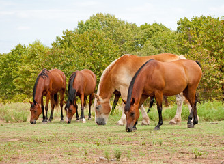 Naklejka na ściany i meble Small herd of horses grazing in pasture