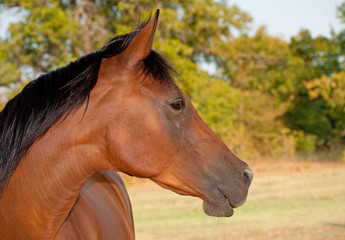 Profile of a beautiful red bay Arabian horse