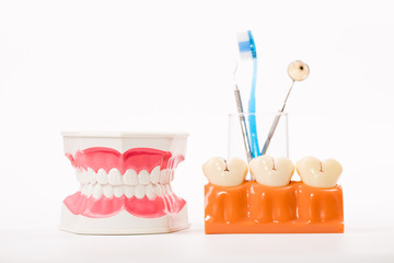 dental model,teeth model,dental tool on white background