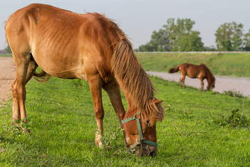 Portrait of a horses on countryside.