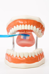Fototapeta na wymiar dental model,teeth model,dental tool on white background