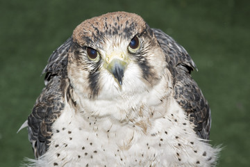 Retrato halcón lanario aislado en el fondo desenfocado. Primer plano de halcón lanario. Halcón de caza. Halcón posando. Fondo de pantalla.