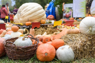 Pile of colored pumpkins and gourds in Moldova, wooden basket and hay