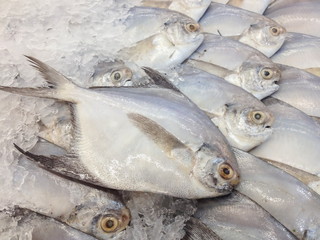 White Pomfret, fish
