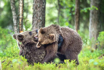 The Cubs of Brown bears (Ursus Arctos Arctos)  playfully fighting, The summer forest. Natural green Background