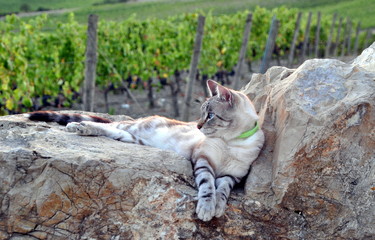 Bezauberndes Chianti -  Kater auf einer Mauer im Weinberg