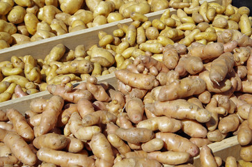 Fingerling potato varieties in wooden crates displayed for market