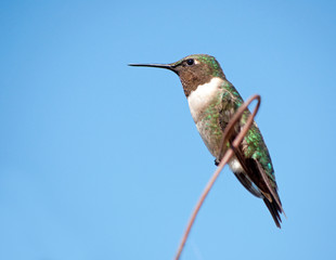 Male Ruby-throated Hummingbird resting on a wire against clear blue sky