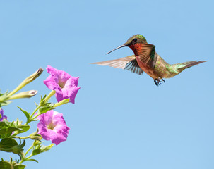 Male Hummingbird getting ready to feed on a pink Petunia with clear blue sky on background