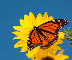 Dorsal view of a male Monarch butterfly feeding on a wild sunflower against deep blue sky