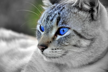 Fotomodell: Katze