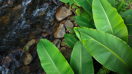 top view of fresh banana leaf beside stream