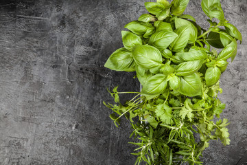 Fresh herbs on grey background