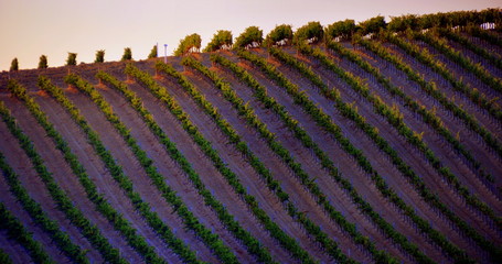 Weinberg im bezaubernden Chianti 